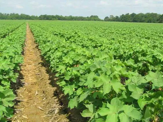 Organic Cotton Plants Growing on Silk'n Fab Farms in South India