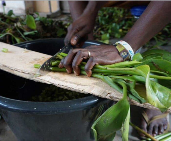 Water Hyacinth Fiber Global Mamas