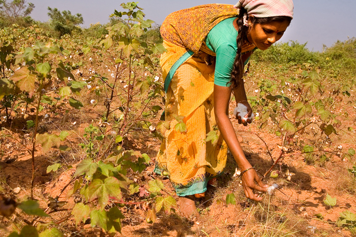 CottonFarmer SouthIndia